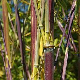 Phyllostachys aureosulcata Harbin-inversa.JPG